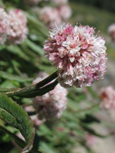 Eriogonum coloradense